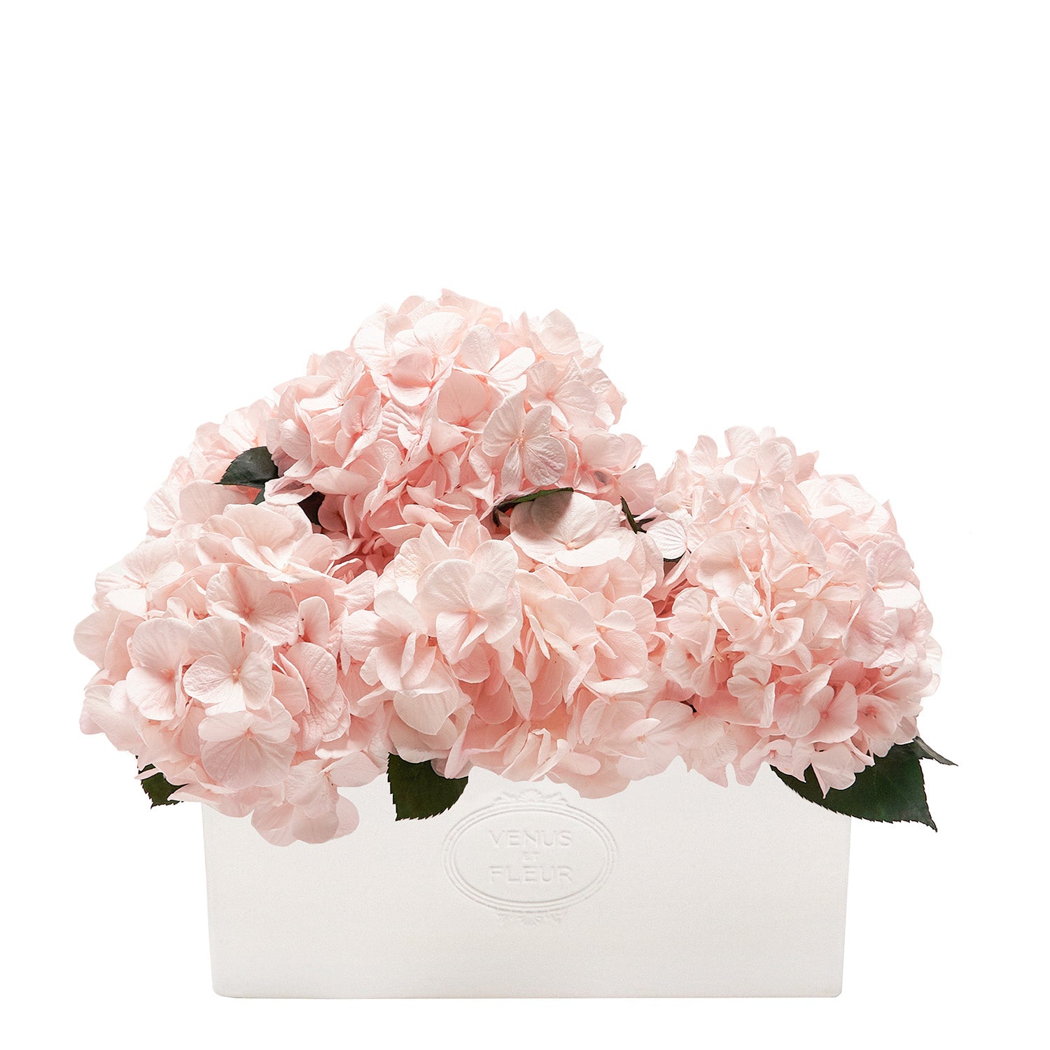 Serene Porcelain Vase - Venusetflleur